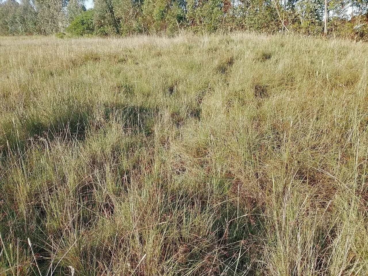 6 acres · Ndemi, Ol Kalou