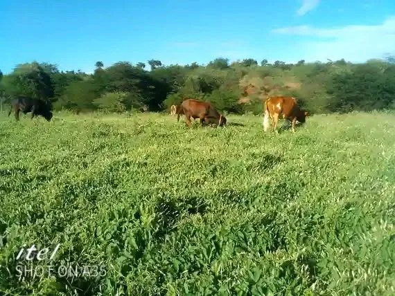 3 acres · Wamunyu, Mwala — photo 2