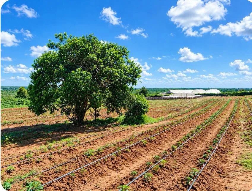 133 acres · Matolani, Kilifi